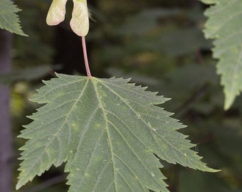 Seeds of Acer glabrum, Dwarf Maple