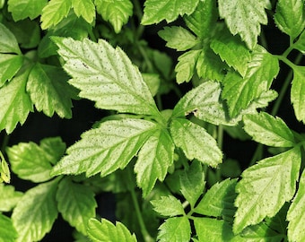 Figurines Warhammer 40k Space Marines - VAP59 Combi Bolter Graviton Sternguard