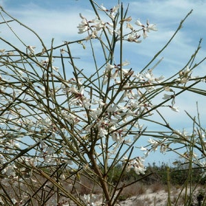 White Broom Seeds, Retama monosperma, White Retam, Rtem image 1