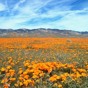 Semillas de Amapola de California Amapola Silvestre Amarillo Naranja Eschscholzia californica