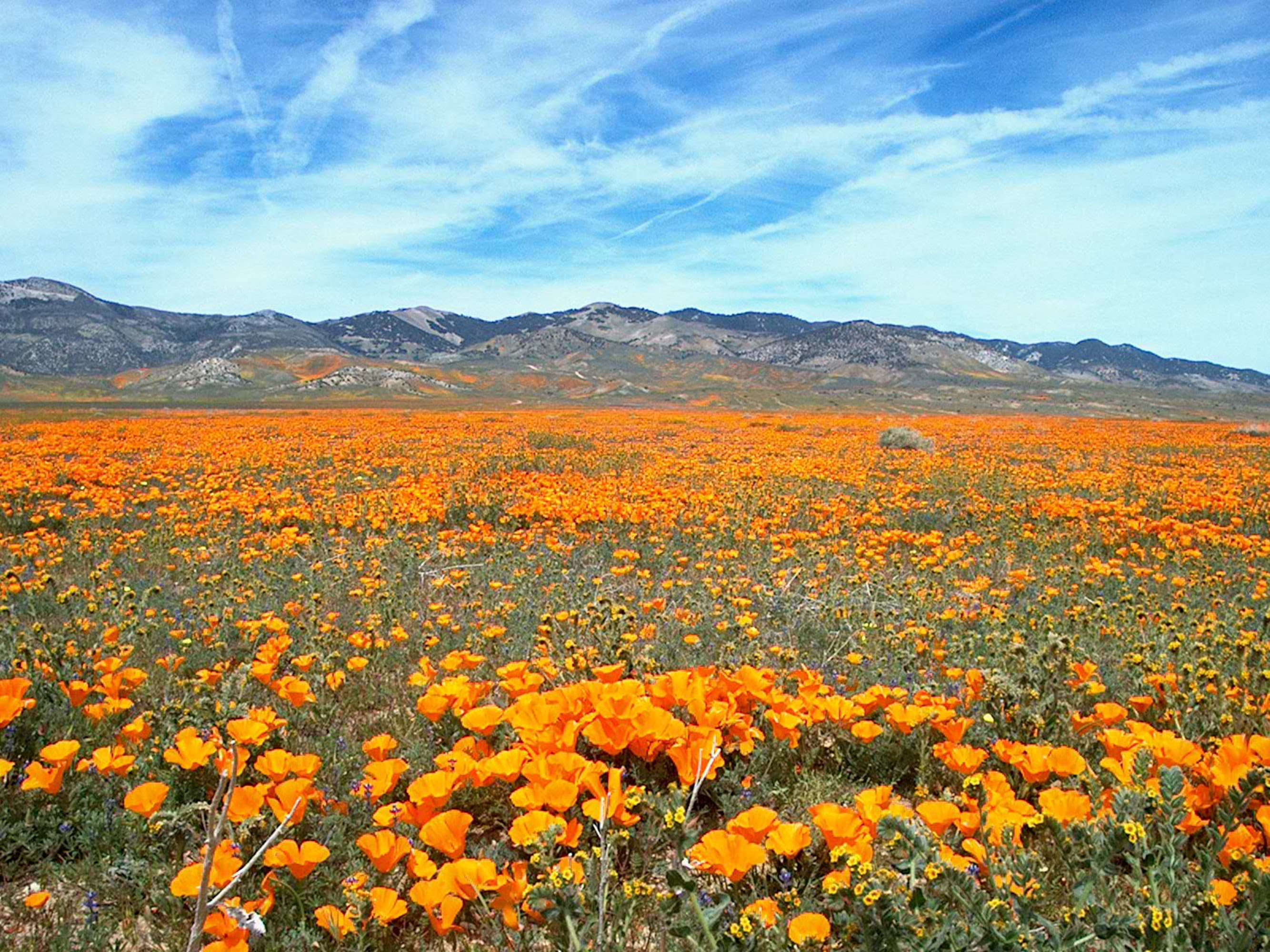 Graines de Pavot de Californie Coquelicot Sauvage Jaune Orange - Etsy France