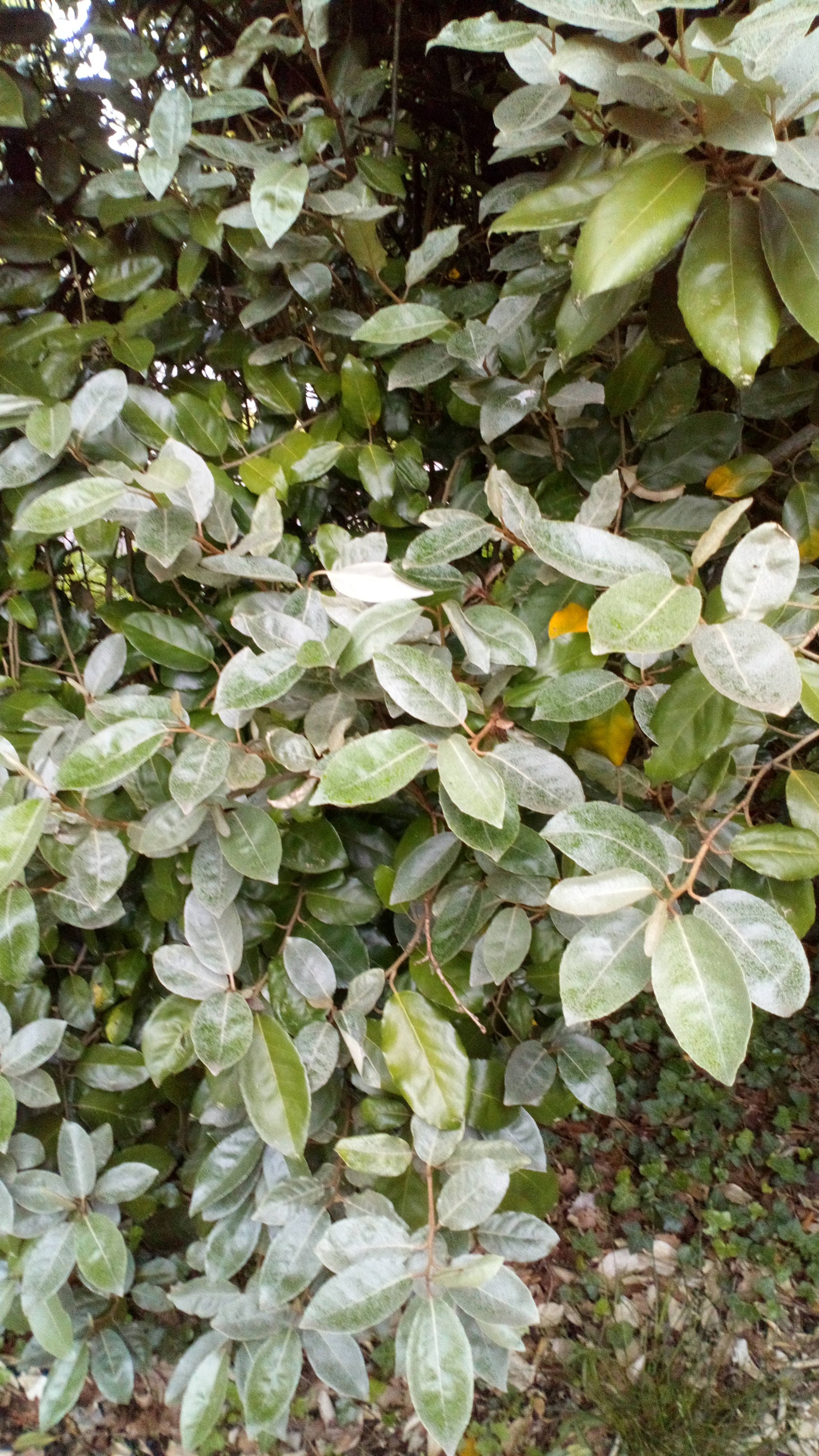 Feuilles d'eleagnus Ebbingei Fraiches