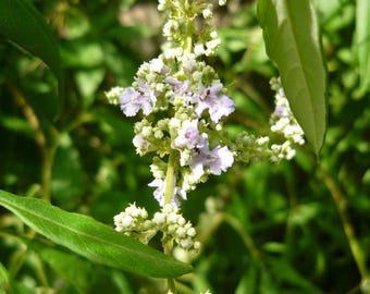 Vitex negundo seeds, Chinese chaste tree