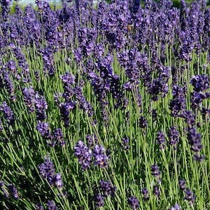 30 Lavandula angustifolia "Munstead Strain" Samen, Echter Lavendel