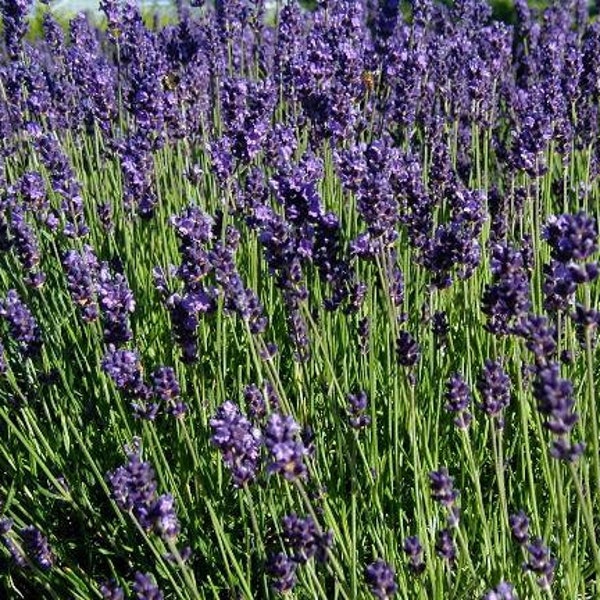 30 Lavandula angustifolia "Munstead Strain" seeds, True Lavender