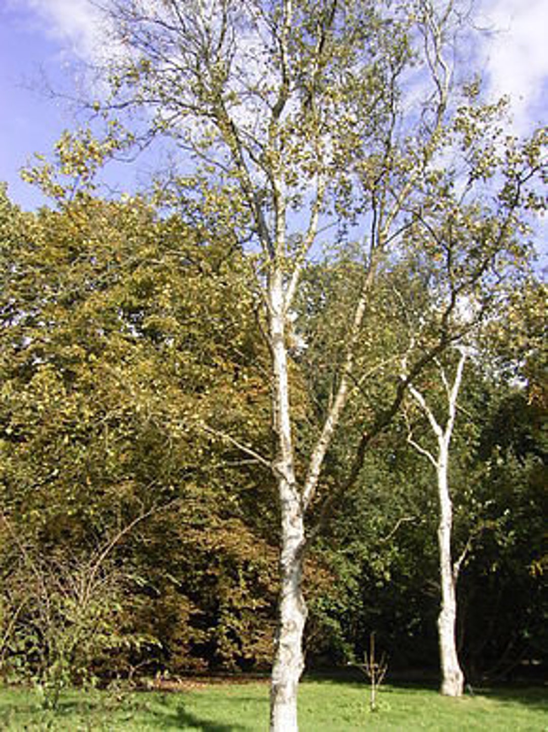 JAPANESE Weiße Birke (Betula Platyphylla) 100 Samen – Kaltkeimer, Winterharte Zierbirke
