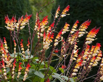 Graines de mina lobata, ipomoea lobata, plume d'indien