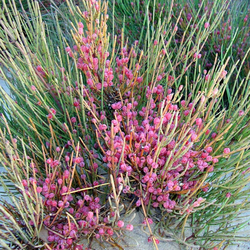 Graines Ephedra Fragilis, Raisin de Mer