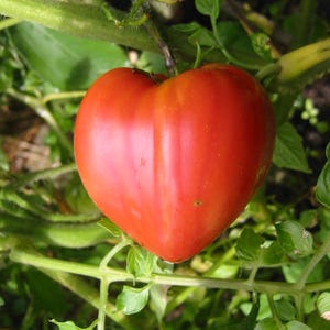20 sementes de tomate "Coeur de Boeuf", Solanum Lypersicum