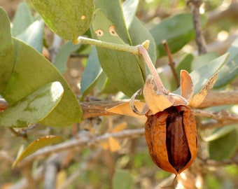 May include: A close-up of a brown argan nut still attached to the tree branch. The nut is surrounded by dried, brown leaves.