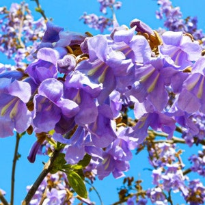 Rare 10 Paulownia tomentosa Seeds image 2