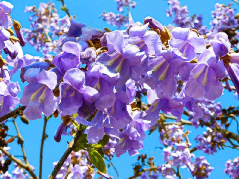 Rare 10 Paulownia tomentosa Seeds image 2