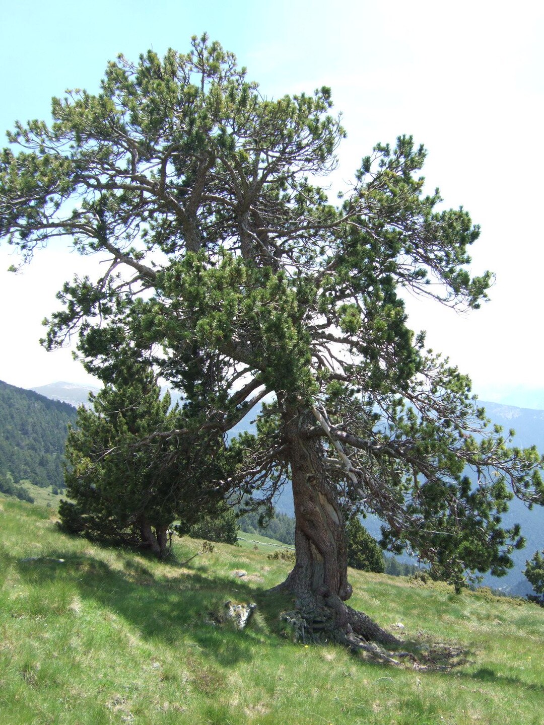 Seeds Pinus Uncinata, Hook Pine - Etsy Canada