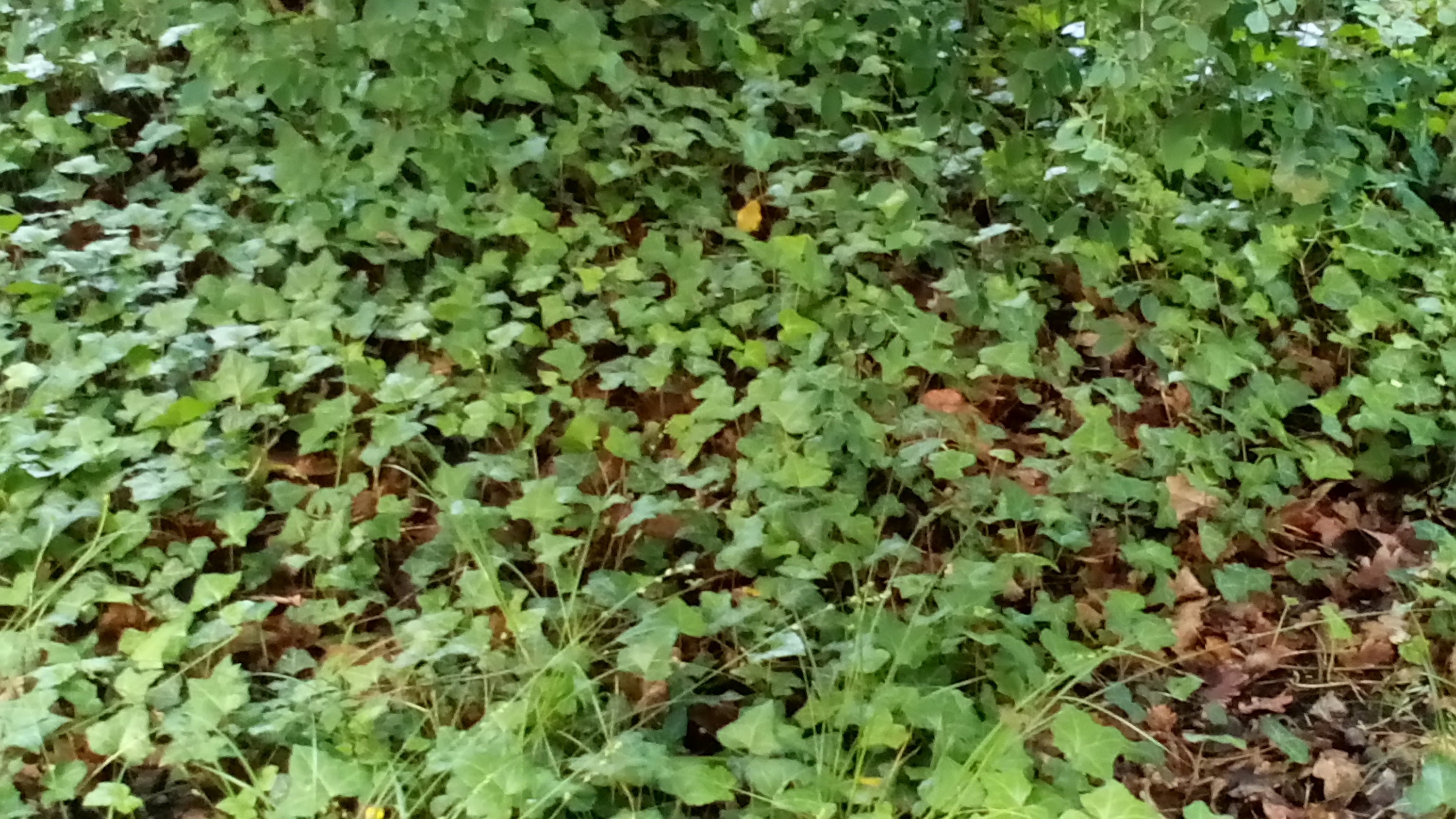 20 Boutures de Lierre Rampant Enracinée Hedera Helix Hibernica' Terrestre