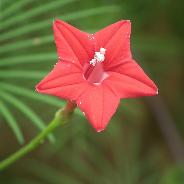 7 Seeds of Red Ipomoea, Ipomoea Quamoclit