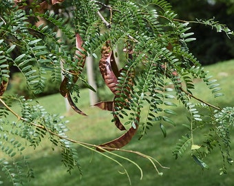 Honey Locust Plant, Gleditsia Triacanthos, Bare Roots