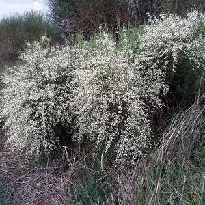 White Broom Seeds, Retama monosperma, White Retam, Rtem image 2