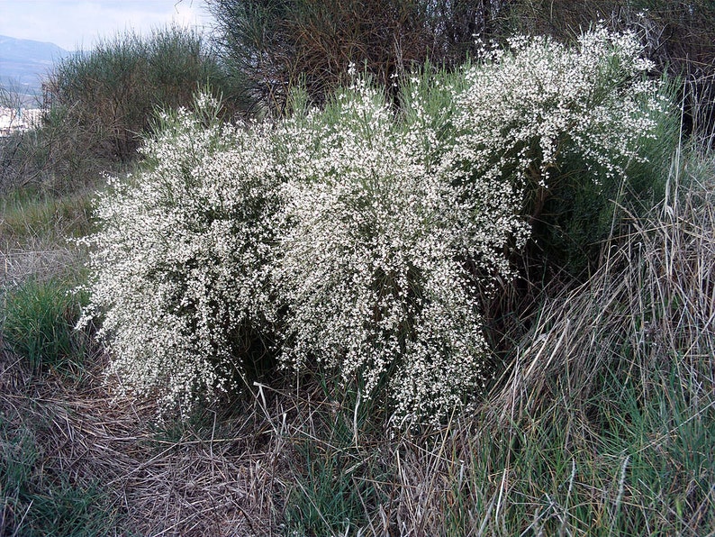 White Broom Seeds, Retama monosperma, White Retam, Rtem image 2