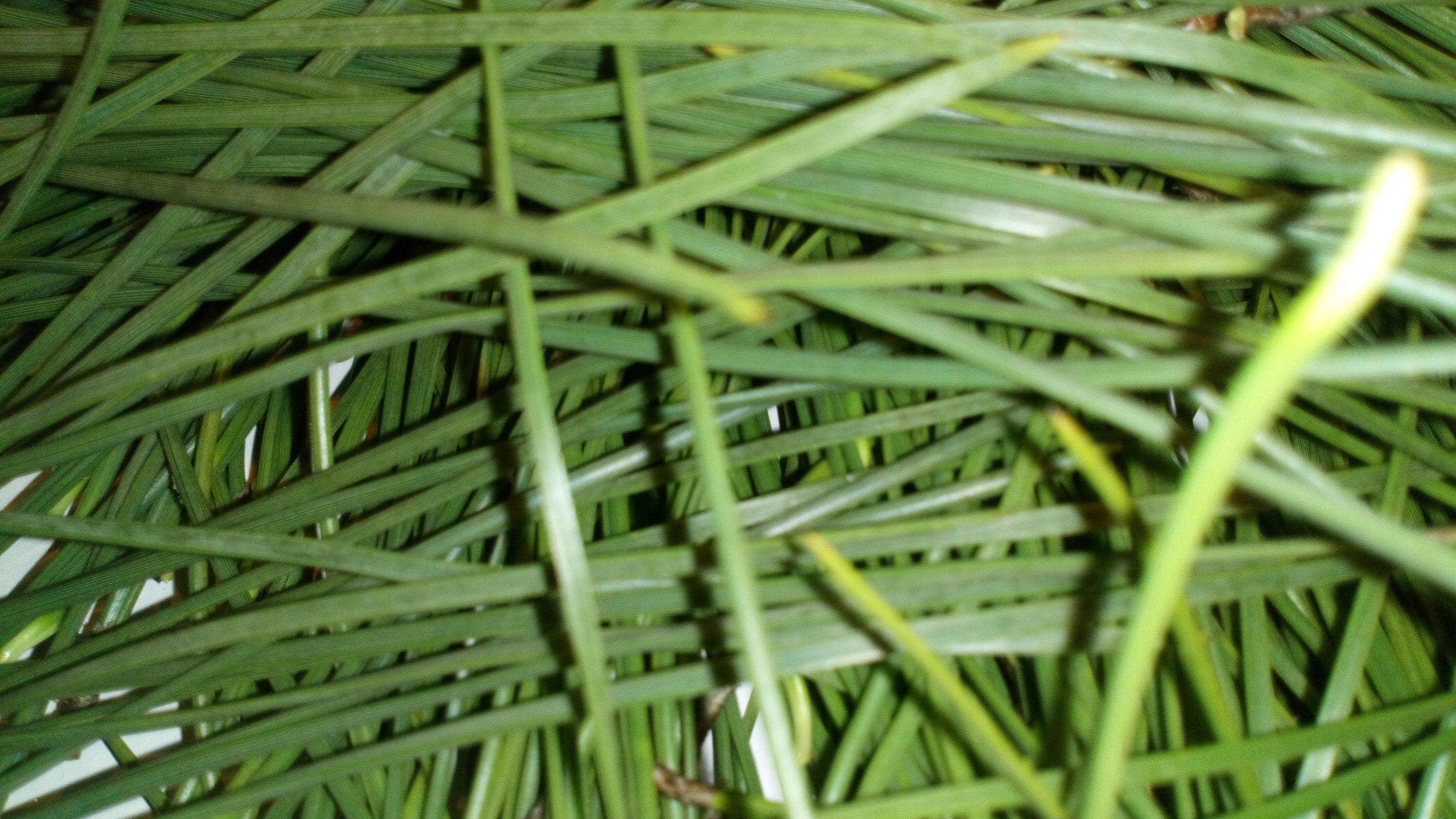 Aiguilles de Pin Fraiches, Tisane Pin, Thé Pin, Maritime Des Landes 100% Naturel