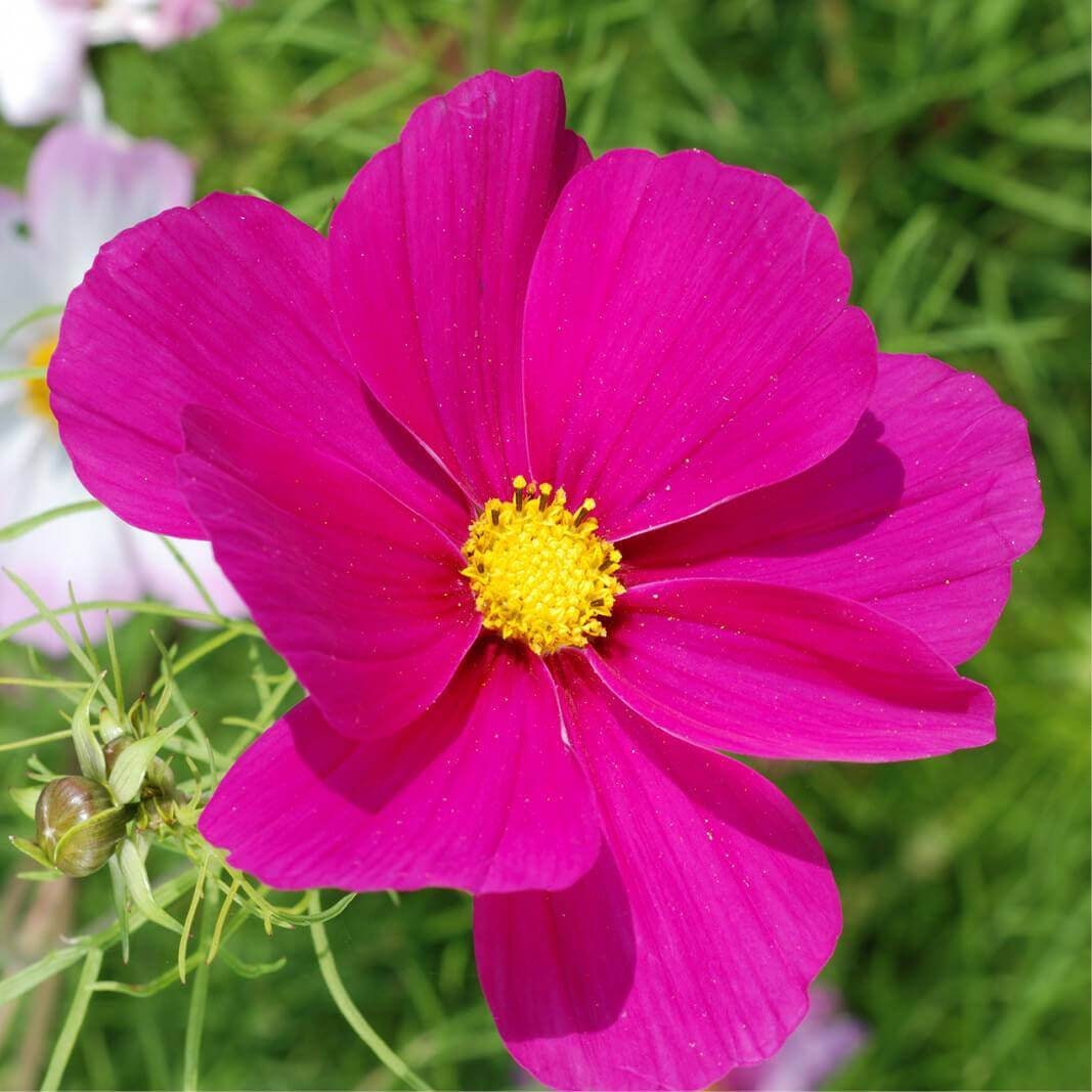 20 Graines de Cosmos Rose, Bipinnatus Dwarf Sensation Rose