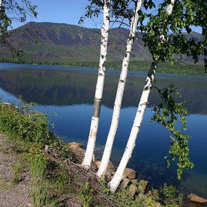 Betula papyrifera, semi di betulla di carta