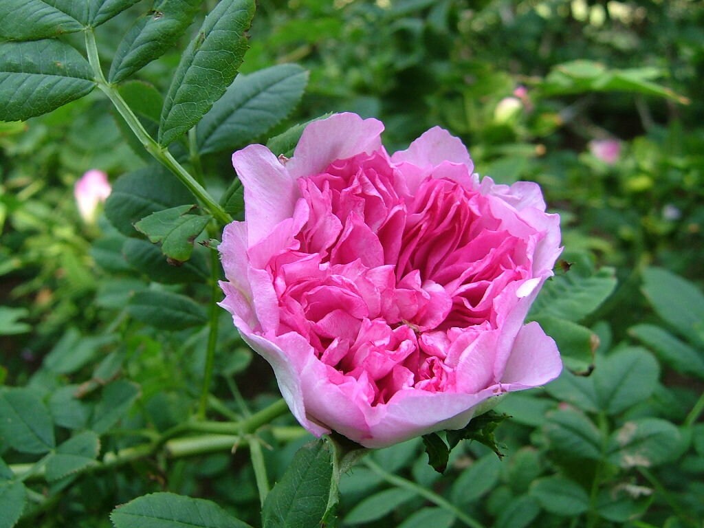 7 Graines de Rosier Châtaigne, Rosa Roxburghii