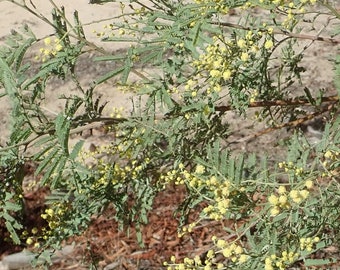 Acacia deanei Seeds, Deane's Mimosa