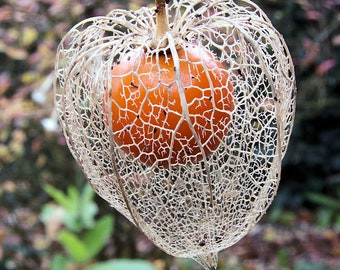 25 Physalis alkekengi, Alkékenge, Coqueret alkékenge, Lantern, Amour-en-cage, Winter Cherry, Jewish Cherry Seeds