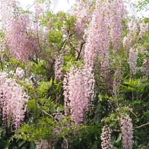 Wisteria Floribunda Rosea Seeds, Japanese Wisteria Pink