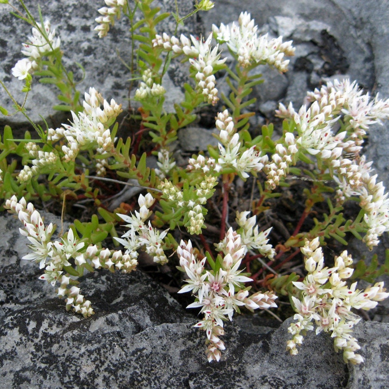 30 Graines Sedum Pulchellum