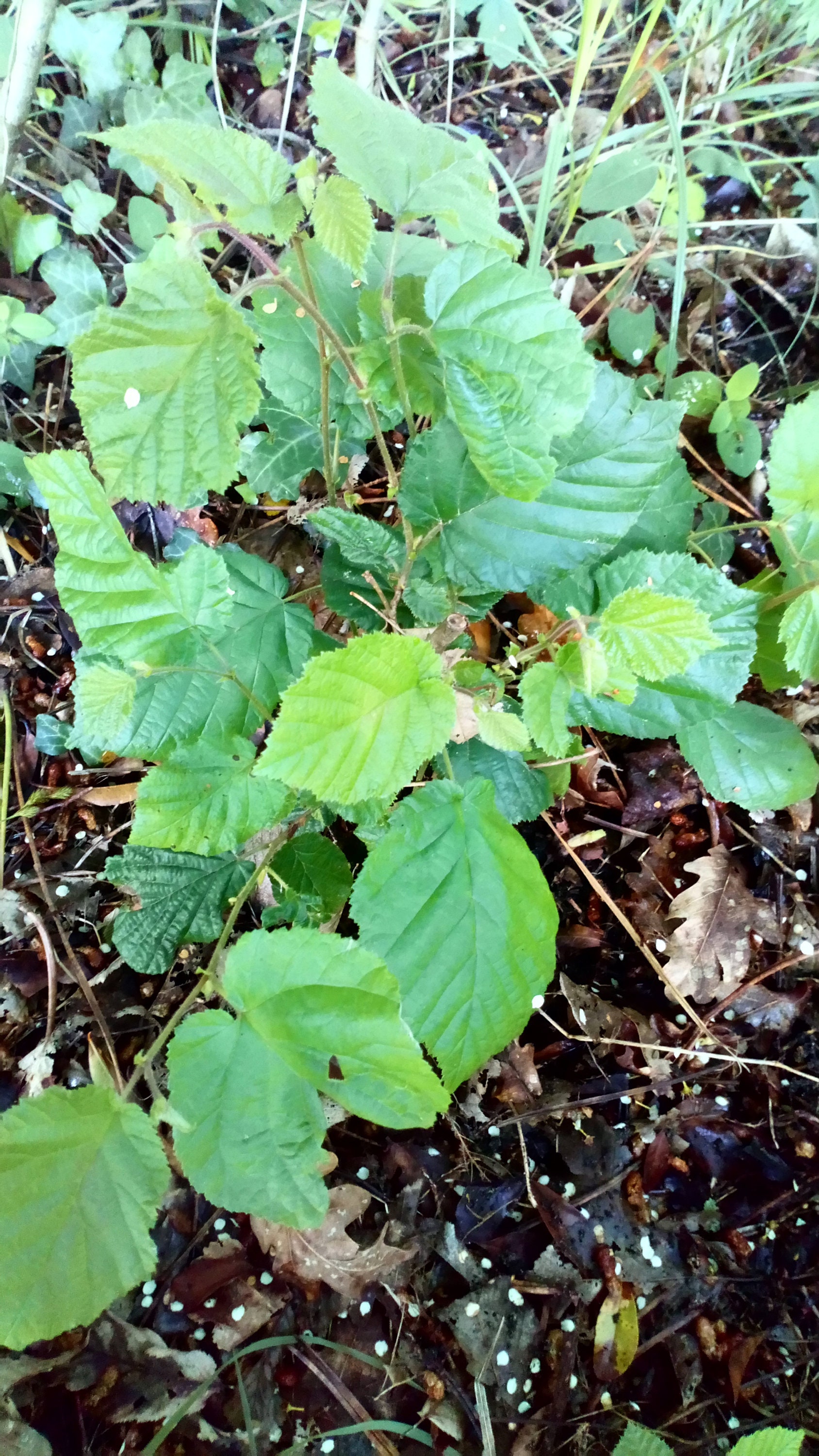1 Plant Semis Naturel de Noisetier Corylus Coudrier Arbre Forestier