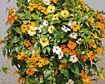 Sementes Thunbergia alata, Suzanne com olhos negros