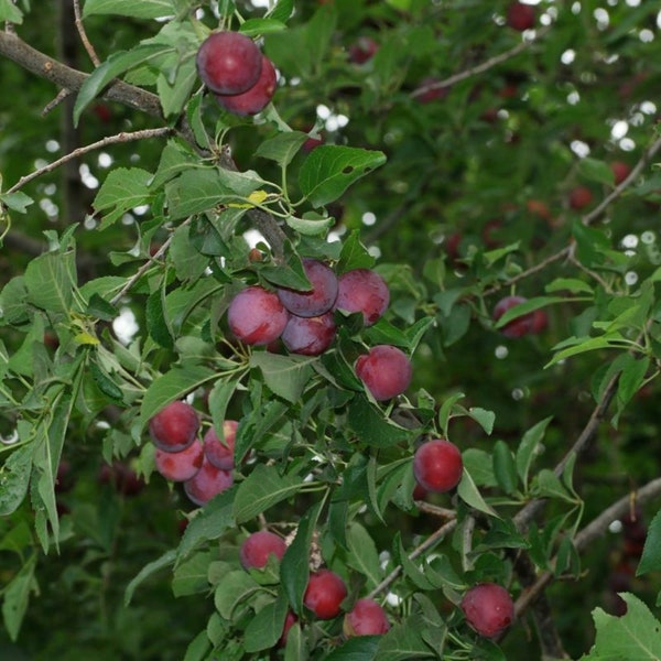 10 Semillas Prunus Cerasifera Plum Myrobolan Cherry Plum Portainjertos Plum Cherry