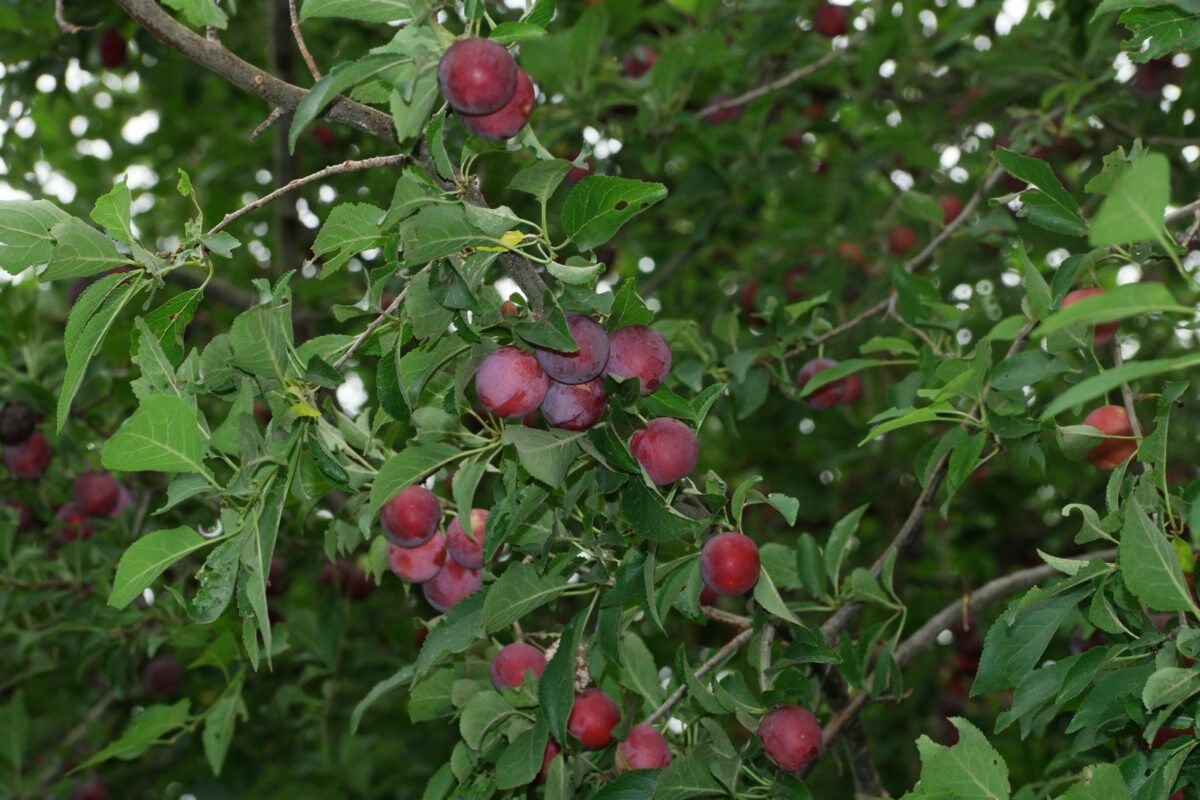 3 Graines Prunus Cerasifera Prunier Myrobolan Prunier-Cerise Porte-Greffe Plum Cherry