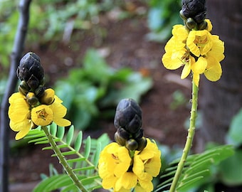 10 Seeds of Cassia didymobotrya, Senna didymobotrya