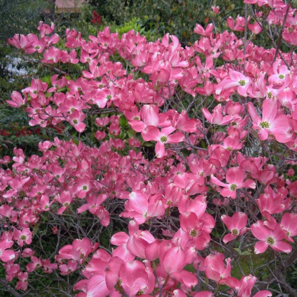 Cornus florida rubra zaden, roze bloeiende Florida kornoelje