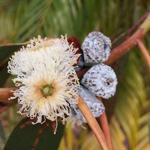 3 Seeds Eucalyptus bicostata, Eucalyptus Globulus, Southern blue gum, Blue gum