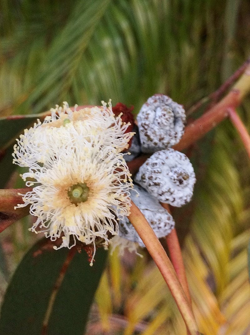 3 Graines Eucalyptus Bicostata, Globulus, Gommier Bleu Du Sud, Bleu