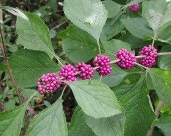 10 Callicarpa Americana Seeds, Candy Tree, American Callicarp