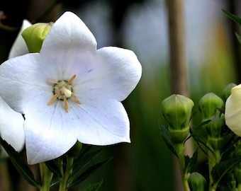 Campanula Wit Bloeiende Carrillon Zaden Campanula medium