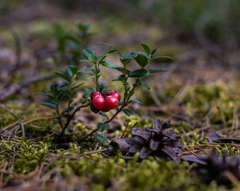 10 American Cranberry Vaccinium Macrocarpon Cranberry Seeds