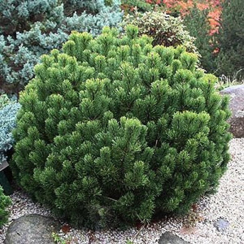 3 Pinus Mugo Pumilio, Sementes de Pinheiro Anão Mugo imagem 1