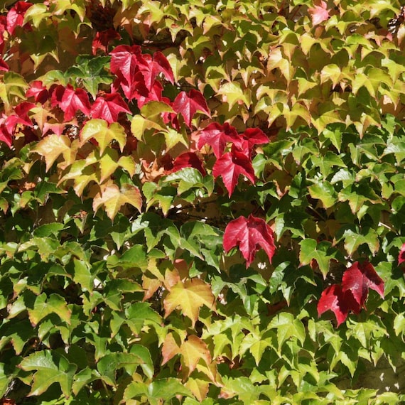 Semillas De Enredadera De Virginia Japonesa, Parthenocissus