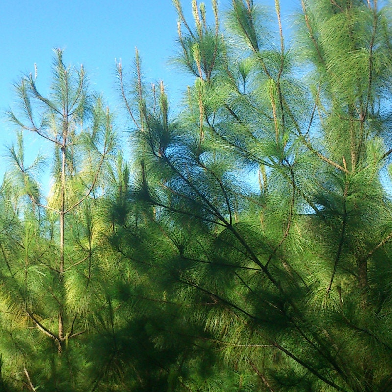 10 Graines de Pinus Maximinoi