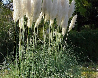 20 Seeds Cortaderia Selloana White, Pampas Grass, Pampas Grass, Feathered Reed