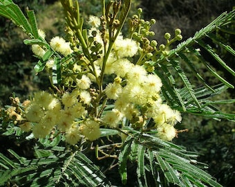Semillas de Acacia mearnsii, Acacia negra, Acacia verde