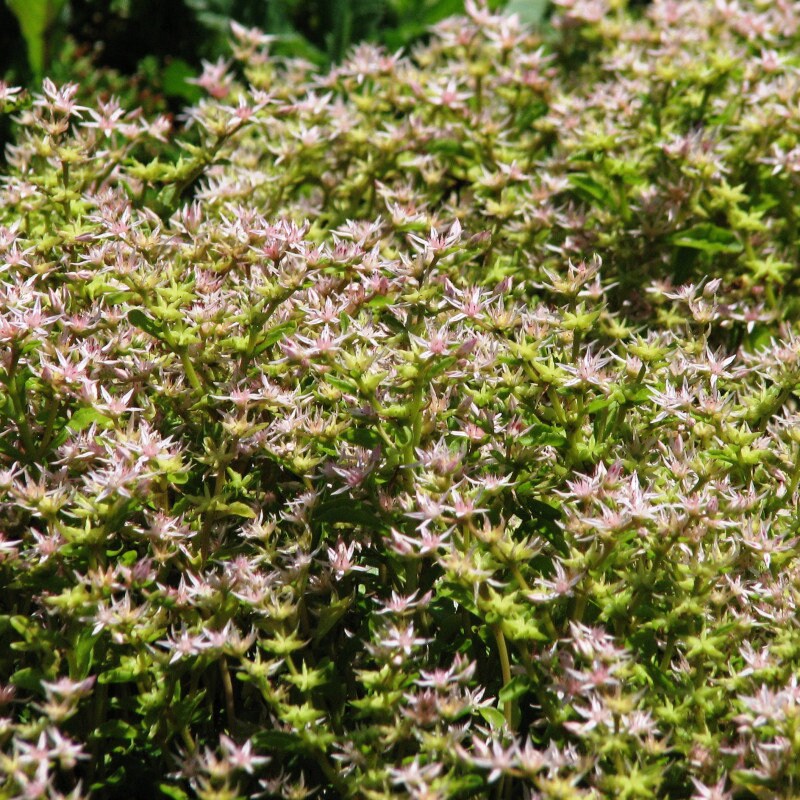 30 Graines Sedum Stoloniferum