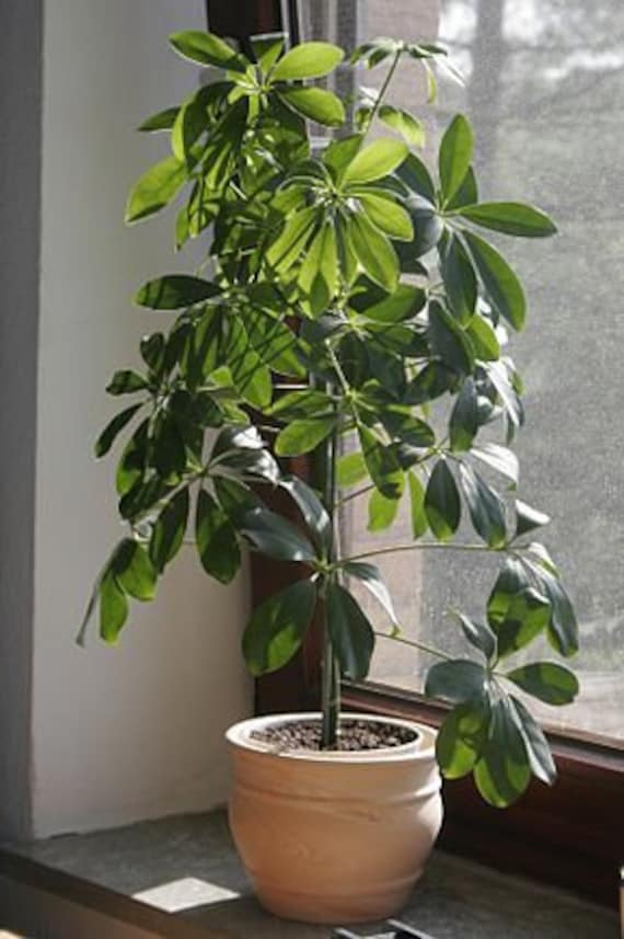 7 Graines Schefflera Actinophylla, Arbre Ombrelle, Pieuvre