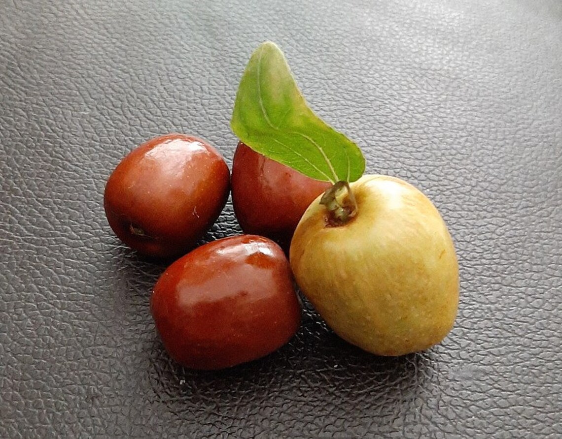 jujube seeds for sale