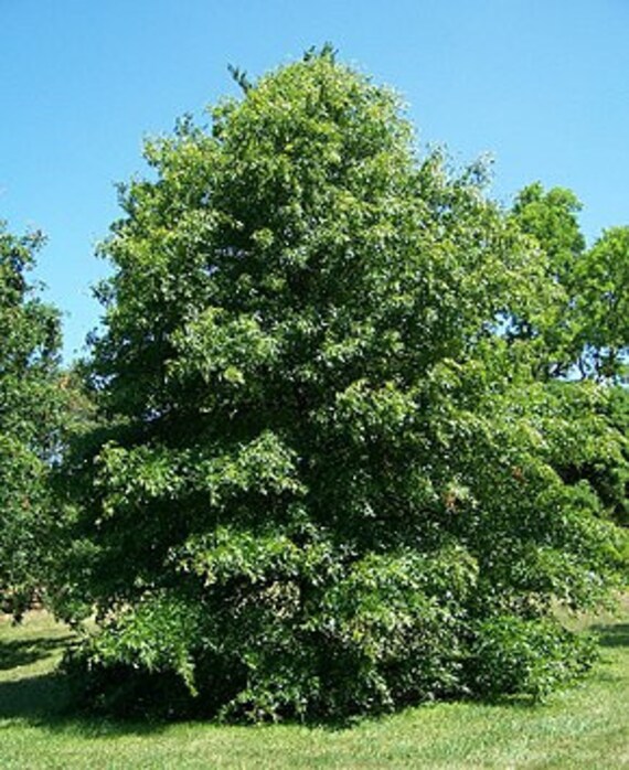 6 Graines de Chêne Des Marais, à Épingles, Quercus Palustris